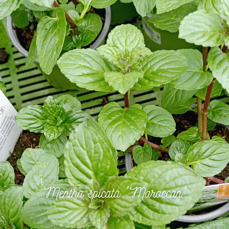 Rost máty menta spicata morokánská v květináčové kultuře.