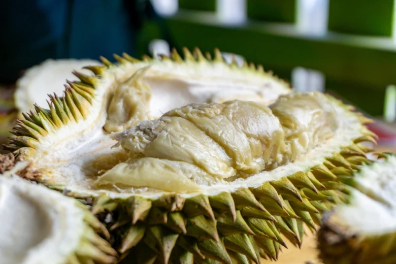Otevřený durian s viditelnou žlutou dužinou uvnitř šupinaté skořápky.