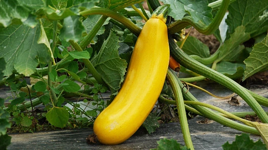 Yellow zucchini on vine