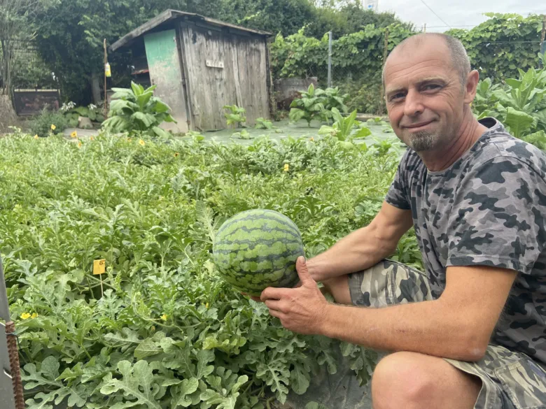 Muž drží zralý vodní meloun v zahradě mezi rostlinami.