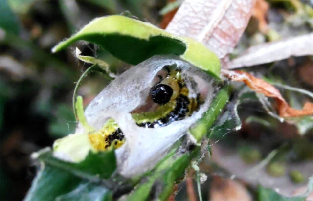 Motýlí larva v kokonu na rostlině s pavučinami.