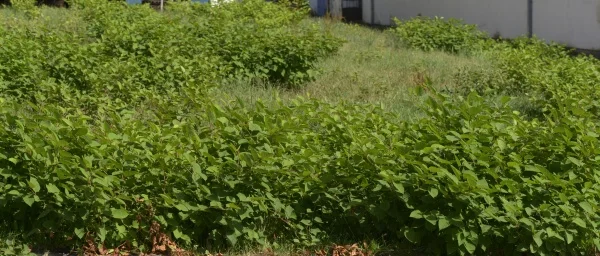 Rostlinná pole s listnatými plodinami na venkově.