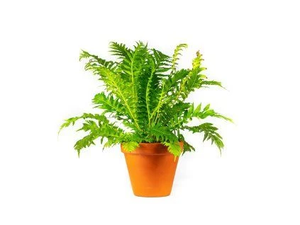 Potted fern plant