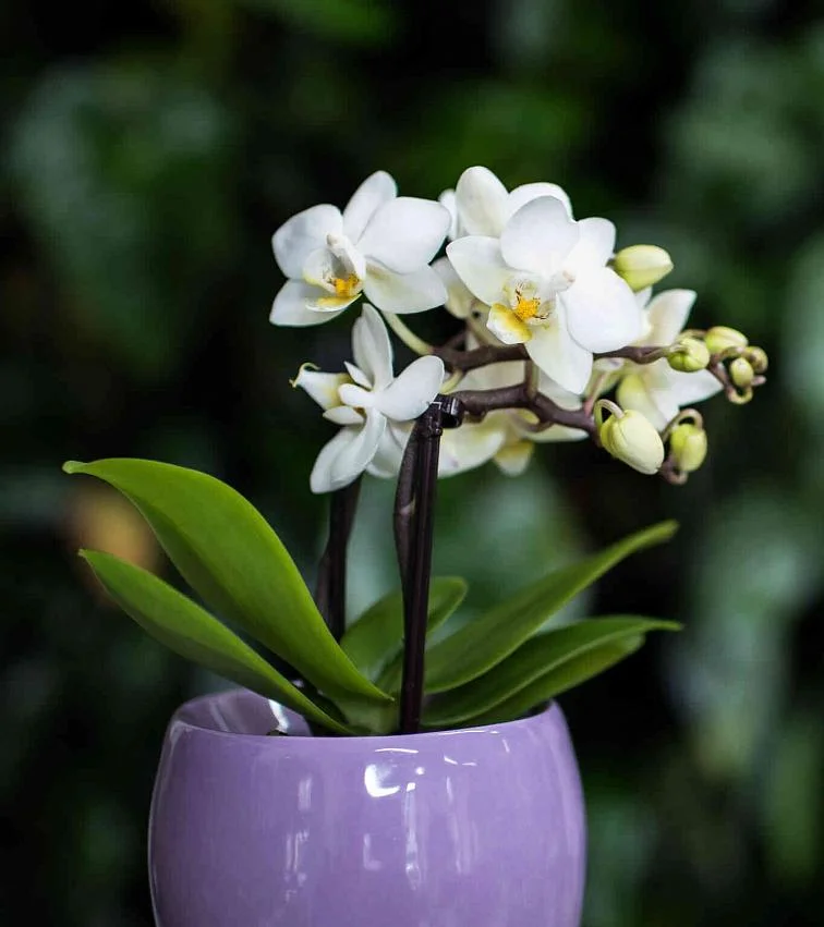 Bílá orchidej v květináč s pupeny na rozostleném pozadí.