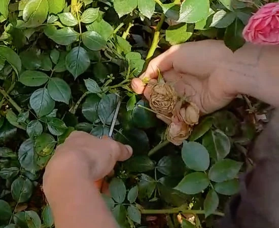 Ruční řezání suchého květu růže zahradní nůžkami.