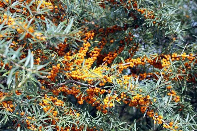 Rakytník plodící oranžovými bobulemi na keři s úzkolistím.