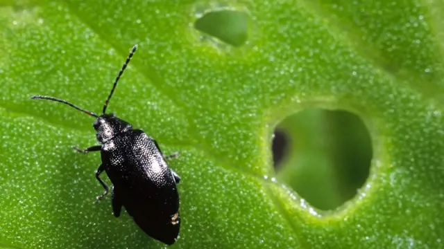 Black beetle on leaf