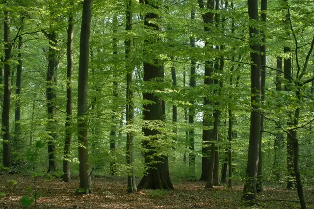 Lesní porost s vysokými stromy v českém prostředí.