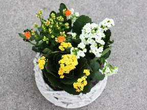Kalanchoe kvetoucí rostlina v hrnci s žlutými bílými oranžovými květy.