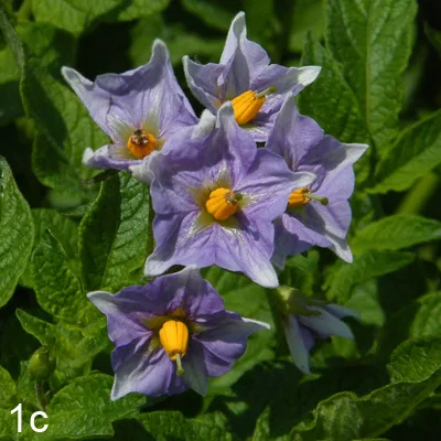 Potato flowers cluster