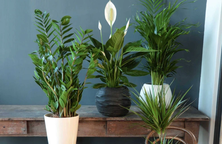 Indoor houseplants on shelf