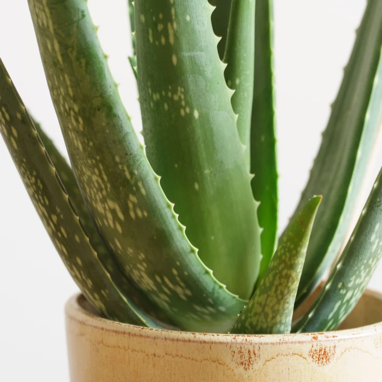 Zelená rostlina Aloe vera v keramickém květináči na bílém pozadí.