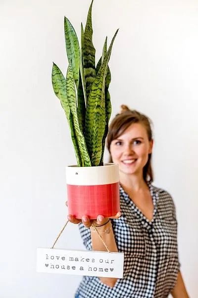 Žena drží hrnec s rostlinou sansevieria na bílém pozadí.