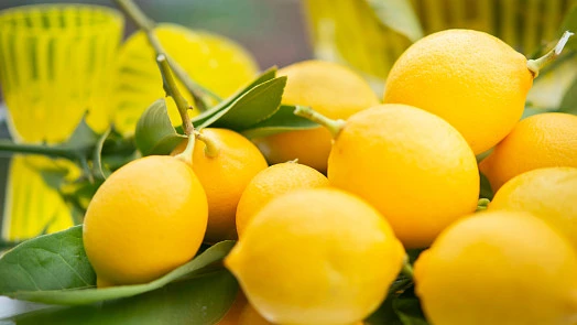 Žluté čerstvé citrony na větvi s listy v koši.