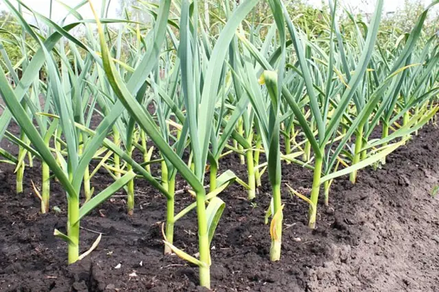 Growing garlic plants