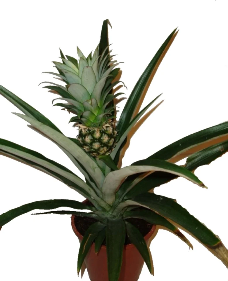 Okrasný ananas v květináči s plodem a listy.