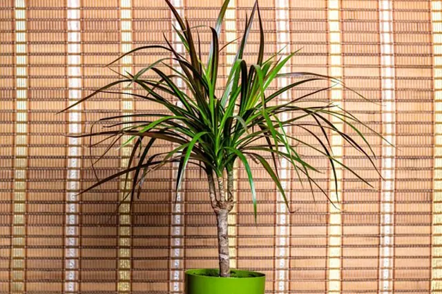 Dracaena pokojová rostlina v zelené květináči před bambusovou stěnou.
