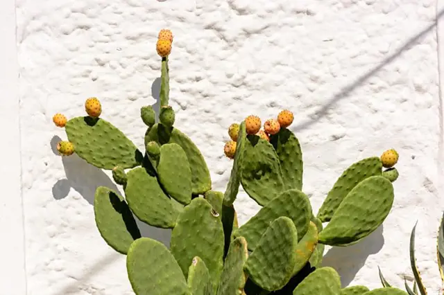 Kaktus opuncie s plody rostoucí u bílé zdi.