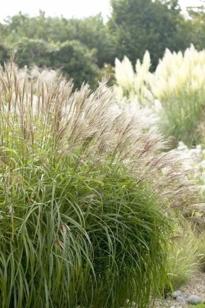 Květy ozdobnice čínské Miscanthus sinensis v zahradě s zelenou listovinou.
