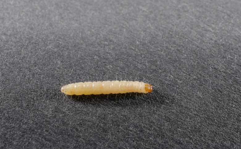 Bílá larva molu šatního na tmavém pozadí.