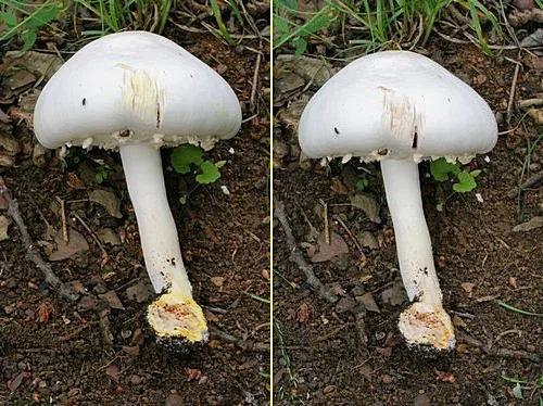 Bílý hřib rostoucí v přírodě mezi půdou a drobnými rostlinami.