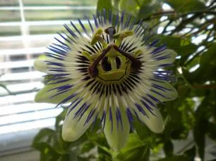 Passion flower bloom