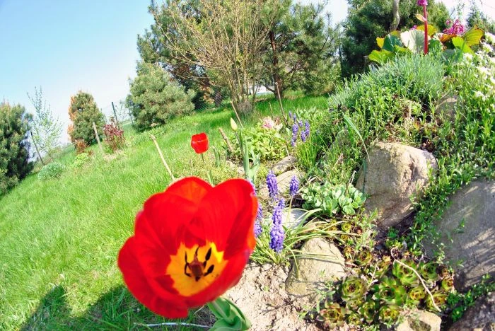 Červená tulipán v zahradní skále s fialovými květy na pozadí zelené trávy a keřů.