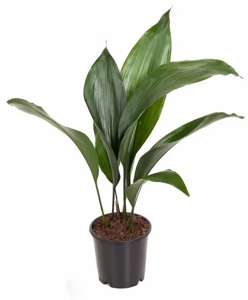Aspidistra rostlina v květináči s dlouhými zelenými listy.