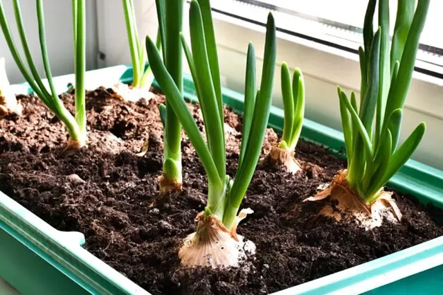Cibule rostoucí v květináči s viditelnými hlavičkami u okna.