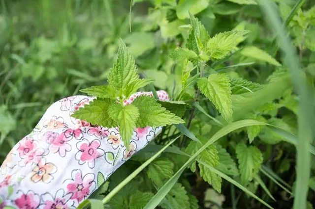 Stinging nettle plant