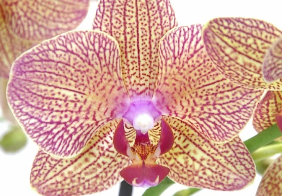 Detailní fotografie růžové orchideje s žlutými skvrnami.
