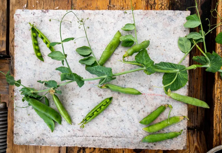 Fresh pea pods on stone slab