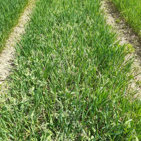 Wheat field with weeds