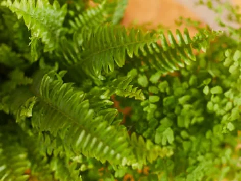 Ferns in pot