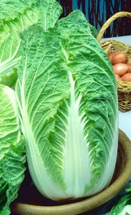 Chinese cabbage head