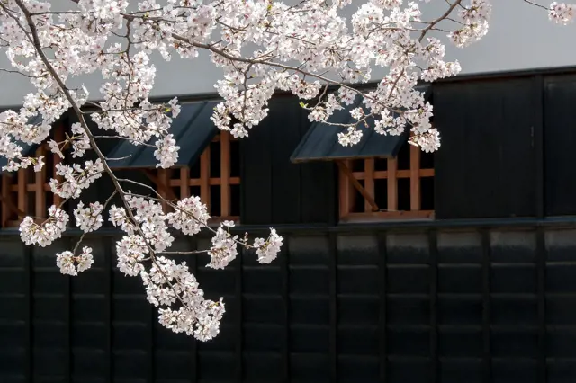 Převislá sakura kvete před tmavou zdí tradičního domu.