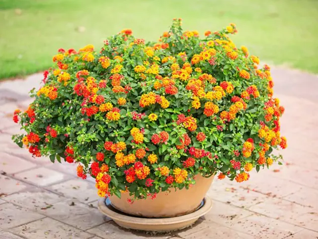 Květina Lantana libora měnivá v květináč na dlažbě.