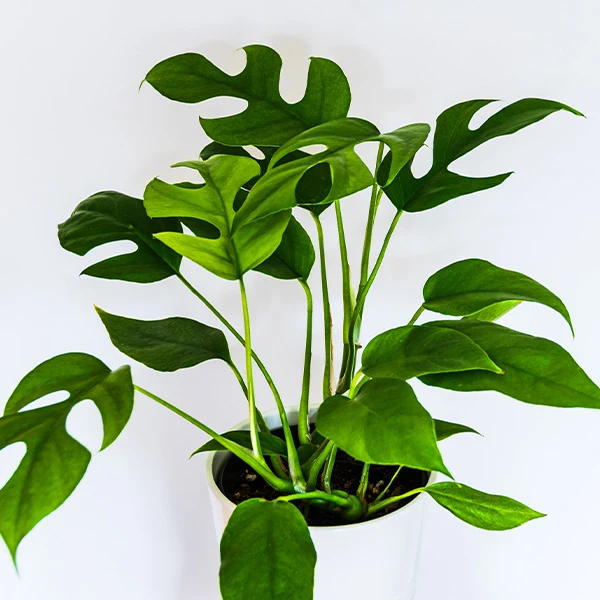 Zdravá rostlina monstera v bílém květináči na čistém pozadí.