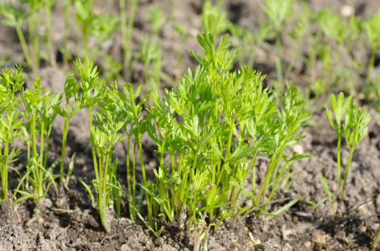 Carrot seedlings in soil