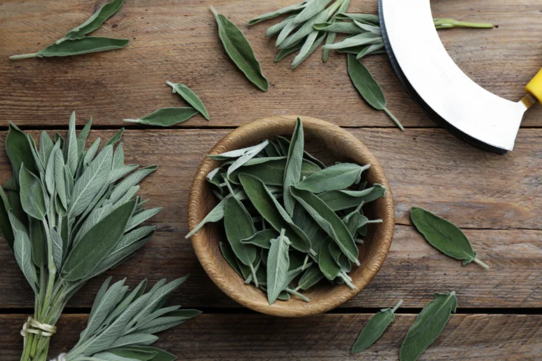 Fresh sage leaves and bowl