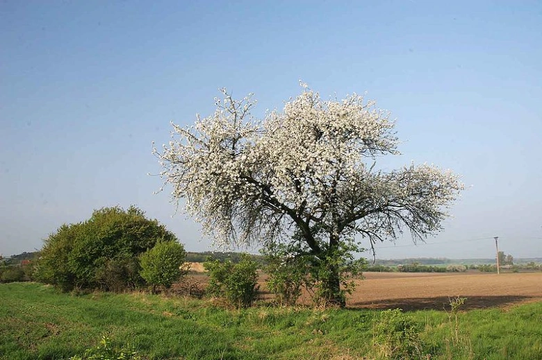 Kvetoucí mišpule nebo ryngle v zeleném poli na jarní slunci.