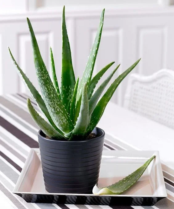 Zdravá rostlina aloe v černém hrnci na bílém podnose.