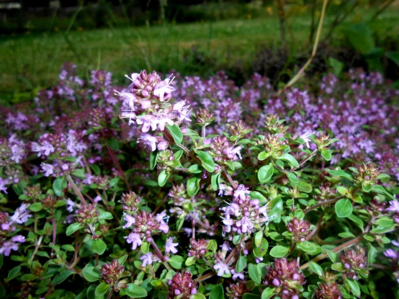 Thyme plant with flowers