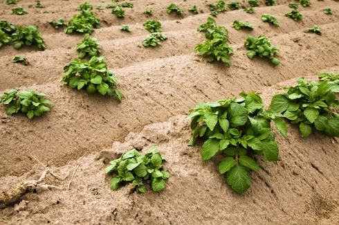 Young potato plants in field rows