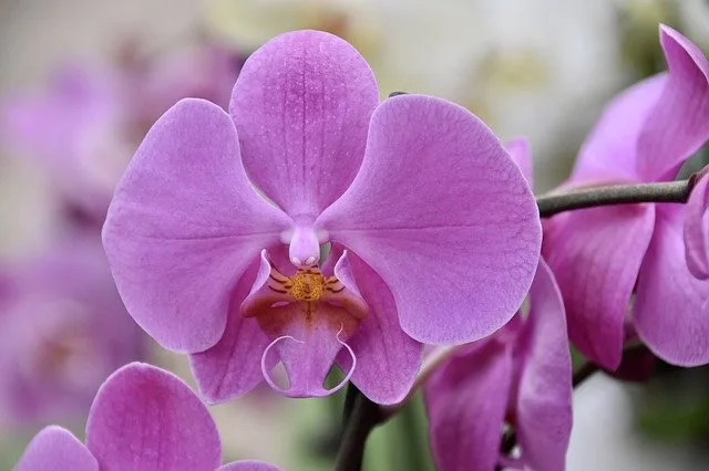 Fialová orchidej v plném květu na rozostřeném pozadí.
