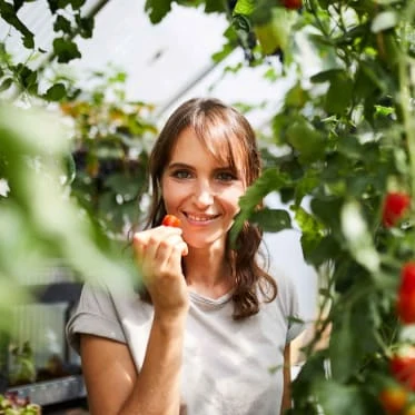 Žena drží rajčete v skleníku při pěstování plodů.