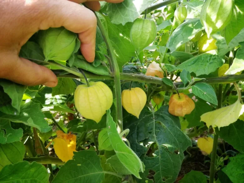 Ruce drží větev s plody physalis v zahradě mezi listy.