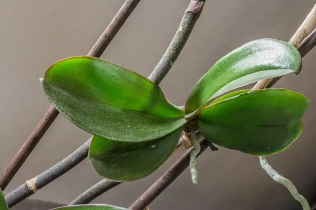 Malá rostlina orchideje pěstovaná na dřevěných tyčinkách pro množení.
