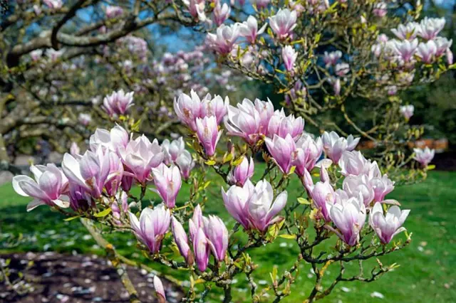 Růžové květy magnolie v plném rozkvětu na zahradním stromu.