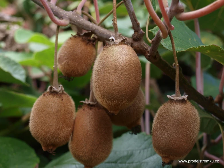 Zralé plody kiwi visící na loubu v zahradě.